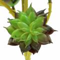 Floristik24 Succulent pick green / brown 35.5cm
