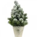 Floristik24 Mini Christmas tree in a pot artificially snowed Ø18cm H32cm