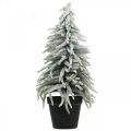 Floristik24 Winter fir in a pot, Christmas decoration, fir tree with snow H45cm