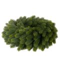 Artificial fir branch wreath, green, round, 50cm | Floristik24.ie
