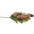 Fir green with cones, winter decoration, pine branch to hang, cone decoration, snow-covered L33cm