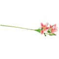 Floristik24 Tiger Lily Pink, White 60cm