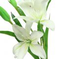 Floristik24 Lily white 58cm