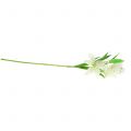 Floristik24 Lily white 58cm