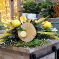 Floristik24 Tablecloth weight lemon lime assorted 8pcs