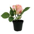 Floristik24 Table decoration rose in a pot light pink 14cm
