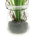 Floristik24 Grape hyacinth white in a glass for hanging H22cm
