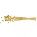 Dried flower Phalaris, decorative grass bunch, dry floristics, boho nature, bleached L55cm 100g | Floristik24.ie