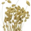 Floristik24 Dried flower Phalaris, decorative grass bunch, dry floristics, boho nature, bleached L55cm 100g