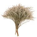 Floristik24 Dried flower beach lavender bunch Statice nature 1kg