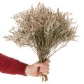 Dried flower beach lavender bunch Statice nature 1kg | Floristik24.ie