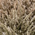 Dried flower beach lavender bunch Statice nature 1kg | Floristik24.ie