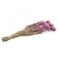 Floristik24 Dried flowers cap flowers purple straw flowers H42cm