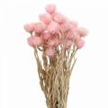 Floristik24 Dried flowers cap flowers pink straw flowers H42cm