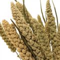 Dried flowers millet grain deco dry floristics 65cm 100g