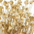 Floristik24 Dried flowers natural dry thistle strawberry thistle 60cm 100g