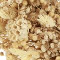 Dried flower wreath bleached decorative wreath cream Ø25cm | Floristik24.ie