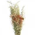 Floristik24 Bouquet of dried flowers cereals and poppies dry decoration 60cm 100g
