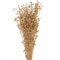 Floristik24 Dried Grass Dried Flax Natural H50-55cm 80g