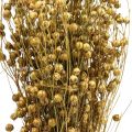 Floristik24 Dried Grass Dried Flax Olive Green H50–55cm 80g