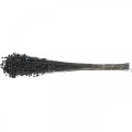 Dried Flax Decorative Grass, Black, 50-55cm, 80g | Floristik24.ie