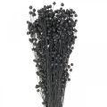 Floristik24 Dried Flax Decorative Grass, Black, 50-55cm, 80g