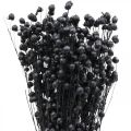 Dried Flax Decorative Grass, Black, 50-55cm, 80g | Floristik24.ie
