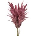 Floristik24 Dried reed grass, dried decorative grass, antique rose, 75cm, 10 pieces