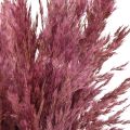 Dried reed grass, dried decorative grass, antique rose, 75cm, 10 pieces | Floristik24.ie