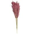 Dried reed grass, dried