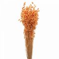 Floristik24 Dry bouquet of quaking grass Apricot Briza ornamental grass 55cm 50g