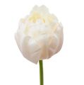 Floristik24 Tulip white-pink 86cm 3pcs