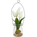 Floristik24 Tulip white in a glass H21cm 1p