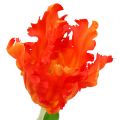 Floristik24 Tulip orange 70cm