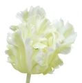 Floristik24 Artificial white tulip 70cm