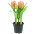 Floristik24 Tulip Real-Touch peach 23cm