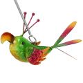 Floristik24 Bird to hang green, pink, orange 18.5cm