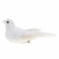 Floristik24 Dove flocked with feathers and clip white 13.5cm 4pcs