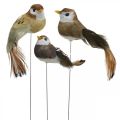 Floristik24 Spring decoration, mini birds, decorative birds on wire brown, beige H2.5cm 24pcs