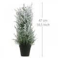 Floristik24 Artificial juniper in a pot snowed artificial plant H47cm