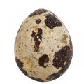 Floristik24 Quail Eggs Deco Blown Eggs Nature/Gold 3cm 12pcs