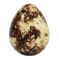 Floristik24 Quail eggs as decoration empty natural 50 pieces