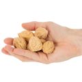 Walnuts for decoration, natural product, 3-4cm, 300g | Floristik24.ie