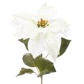 Floristik24 Artificial white poinsettia, large flowering branch decoration, 65cm, 2 pieces