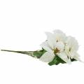 Floristik24 Poinsettia bouquet white 52cm