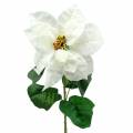 Floristik24 Poinsettia artificial flower white 67cm