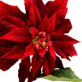 Floristik24 Christmas star red 70cm