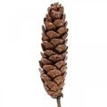 Floristik24 White pine cones Pine cones copper 70cm 7pcs bundle
