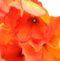 Floristik24 Sweet pea artificial flower orange, red 75cm 3pcs
