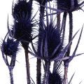 Wild Teasel Dried Flowers Teasel Thistles Violet 55cm 10 Heads | Floristik24.ie